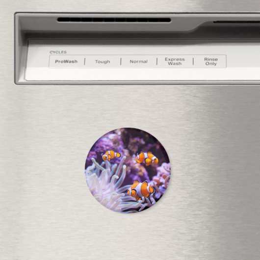 Ocellaris Clownfish | Amphiprion Ocellaris Magnet (In Situ (Geschirrspüler))