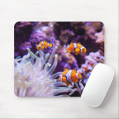 Ocellaris Clownfish | Amphiprion Ocellaris Mousepad (Mit Mouse)