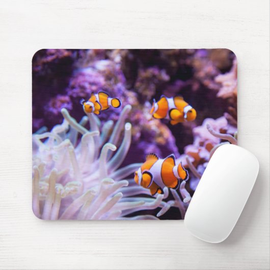 Ocellaris Clownfish | Amphiprion Ocellaris Mousepad (Mit Mouse)