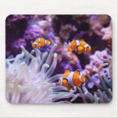 Ocellaris Clownfish | Amphiprion Ocellaris Mousepad (Vorne)