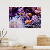 Ocellaris Clownfish | Amphiprion Ocellaris Poster (Küche)