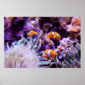 Ocellaris Clownfish | Amphiprion Ocellaris Poster (Vorne)