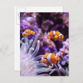 Ocellaris Clownfish | Amphiprion Ocellaris Postkarte (Vorne/Hinten)