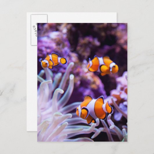 Ocellaris Clownfish | Amphiprion Ocellaris Postkarte (Vorne/Hinten)