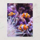 Ocellaris Clownfish | Amphiprion Ocellaris Postkarte (Vorderseite)