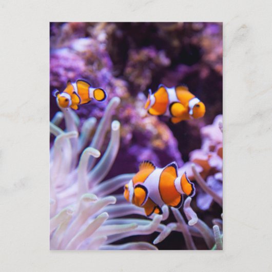 Ocellaris Clownfish | Amphiprion Ocellaris Postkarte (Vorderseite)