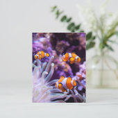 Ocellaris Clownfish | Amphiprion Ocellaris Postkarte (Stehend Vorderseite)