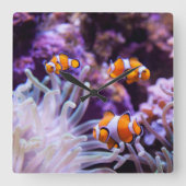 Ocellaris Clownfish | Amphiprion Ocellaris Quadratische Wanduhr (Vorderseite)