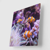 Ocellaris Clownfish | Amphiprion Ocellaris Quadratische Wanduhr (Winkel)