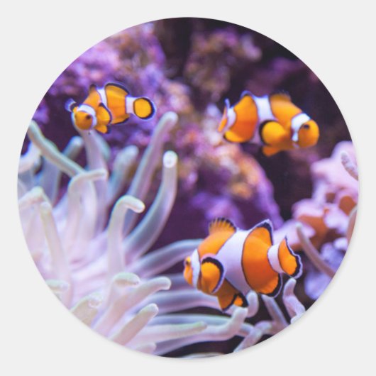 Ocellaris Clownfish | Amphiprion Ocellaris Runder Aufkleber (Vorderseite)