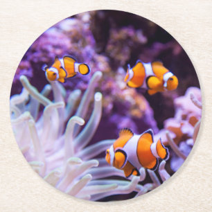Ocellaris Clownfish   Amphiprion Ocellaris Runder Pappuntersetzer