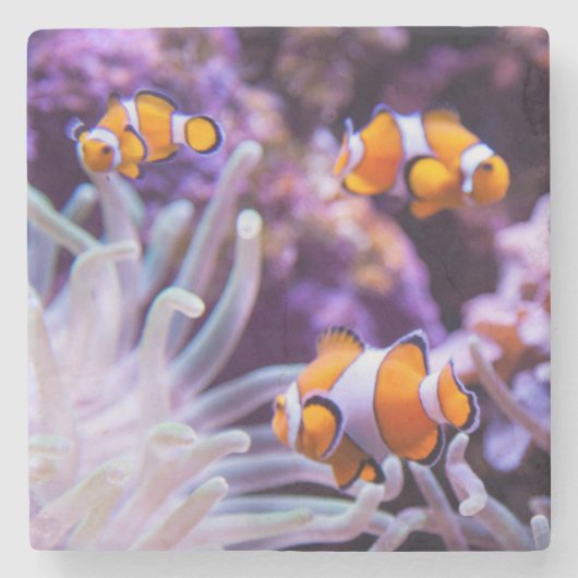 Ocellaris Clownfish | Amphiprion Ocellaris Steinuntersetzer (Vorderseite)