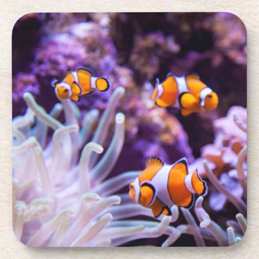 Ocellaris Clownfish | Amphiprion Ocellaris Untersetzer (Vorderseite)
