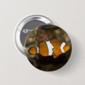 Ocellaris Clownfish Button (Vorne & Hinten)