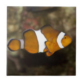 Ocellaris Clownfish Fliese (Vorderseite)