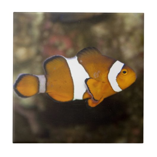 Ocellaris Clownfish Fliese (Vorderseite)