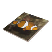Ocellaris Clownfish Fliese (Seite)