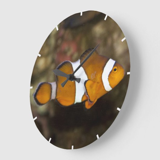 Ocellaris Clownfish Große Wanduhr (Winkel)
