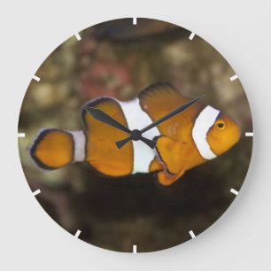 Ocellaris Clownfish Große Wanduhr