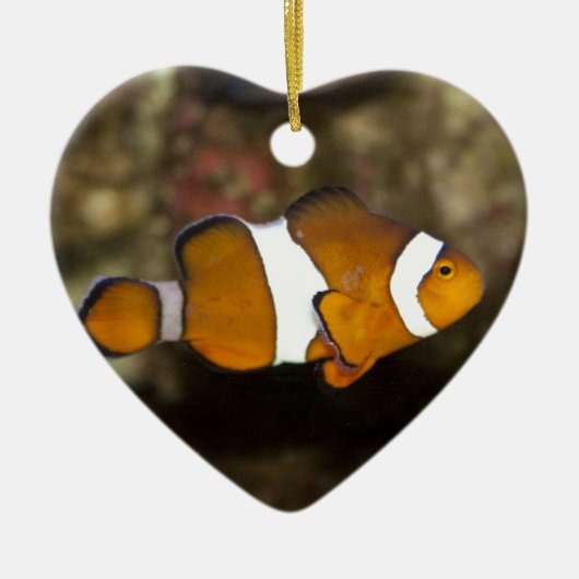 Ocellaris Clownfish Keramikornament (Vorne)