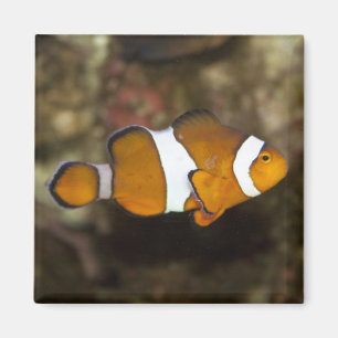 Ocellaris Clownfish Magnet