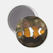 Ocellaris Clownfish Magnet (Vorderseite/Rückseite)