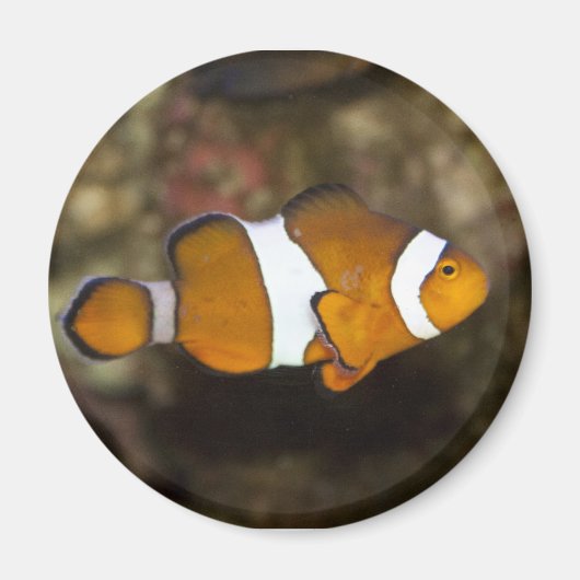 Ocellaris Clownfish Magnet (Vorne)