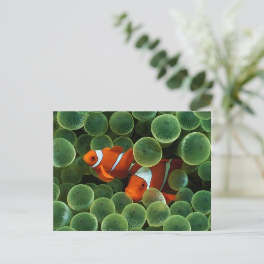 Ocellaris Clownfish Postkarte (Stehend Vorderseite)