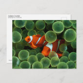 Ocellaris Clownfish Postkarte (Vorne/Hinten)