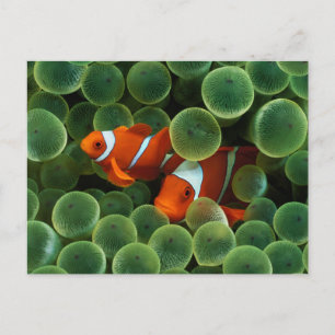Ocellaris Clownfish Postkarte