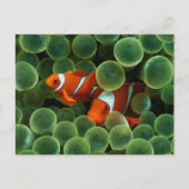 Ocellaris Clownfish Postkarte (Vorderseite)