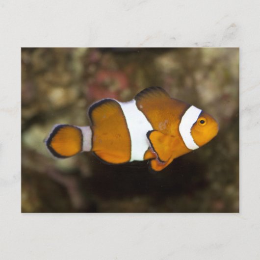 Ocellaris Clownfish Postkarte (Vorderseite)