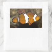Ocellaris Clownfish Rechteckiger Aufkleber (Tasche)