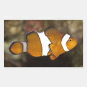 Ocellaris Clownfish Rechteckiger Aufkleber (Vorderseite)