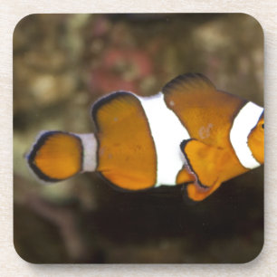 Ocellaris Clownfish Untersetzer