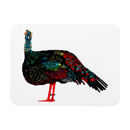 Ocelled Turkey Magnet (Horizontal)