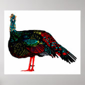 Ocelled Turkey Poster (Vorne)