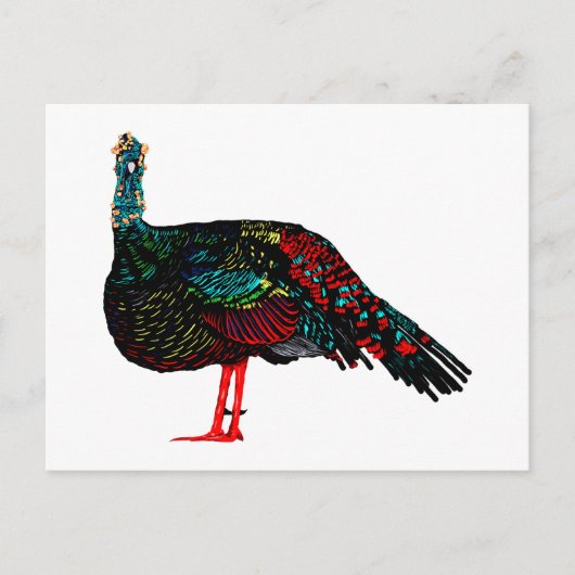 Ocelled Turkey Postkarte (Vorderseite)