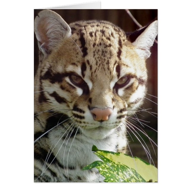 Ocelot (Vorne)