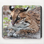 Ocelot 02 11x11 mousepad (Vorne)