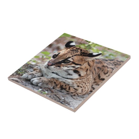 Ocelot 02 9x9 fliese (Seite)