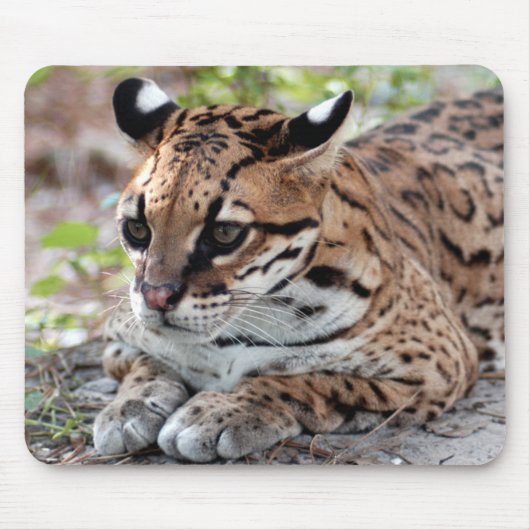 Ocelot 02 9x9 mousepad (Vorne)