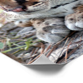 Ocelot 02 9x9 poster (Ecke)