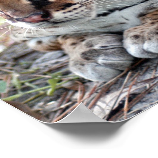 Ocelot 02 9x9 poster (Ecke)