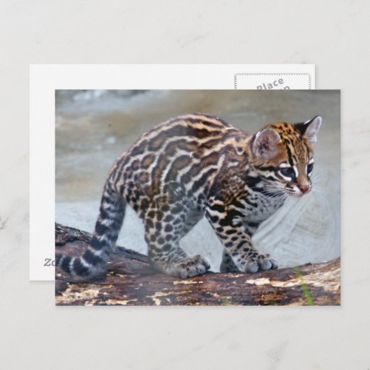 Ocelot baby4x6 postkarte (Vorne/Hinten)