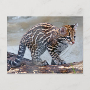 Ocelot baby4x6 postkarte
