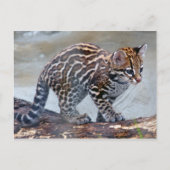 Ocelot baby4x6 postkarte (Vorderseite)
