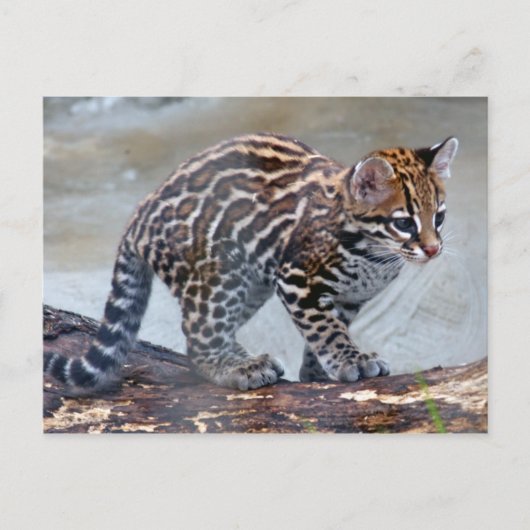 Ocelot baby4x6 postkarte (Vorderseite)