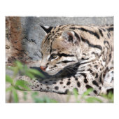Ocelot Closeup Fotodruck (Vorne)