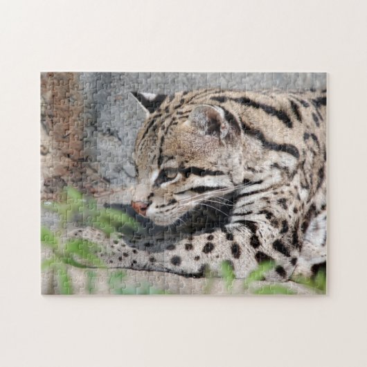 Ocelot Closeup Puzzle (Horizontal)